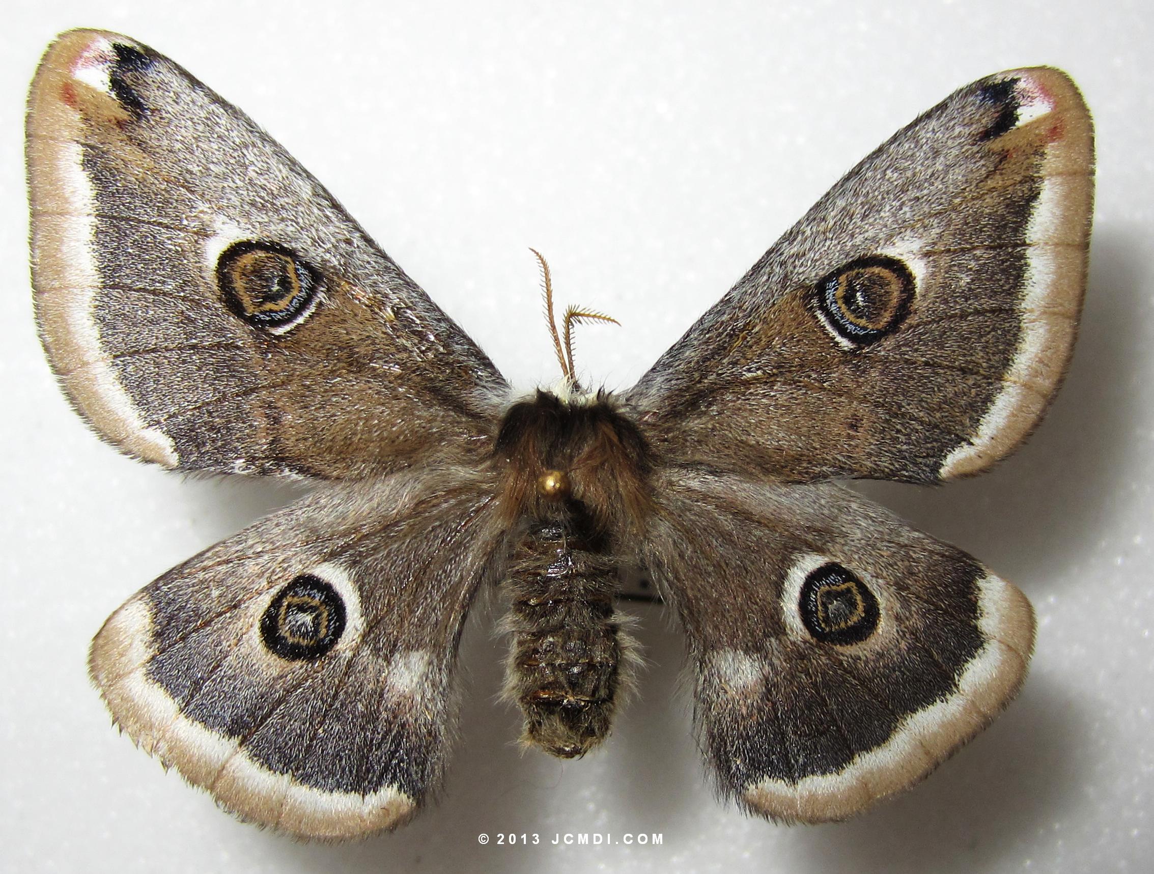 Saturnia albofasciata female (no stripes)